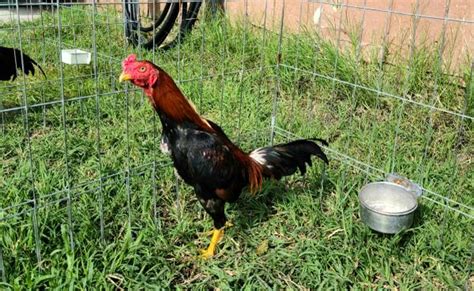 Message me if you interested. . Pama rooster for sale craigslist